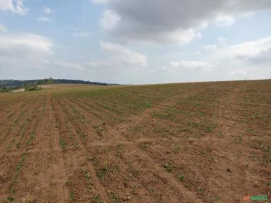 Fazenda na região de Itapetininga-SP