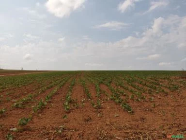 Fazenda na região de Itapetininga-SP