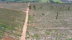 Fazenda com 580 alqueires plantado eucalipto, arrendado, área plana.