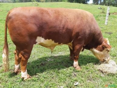 Touro Hereford 6 anos - Tufão Imagem Touro Hereford 6 anos - Tufão