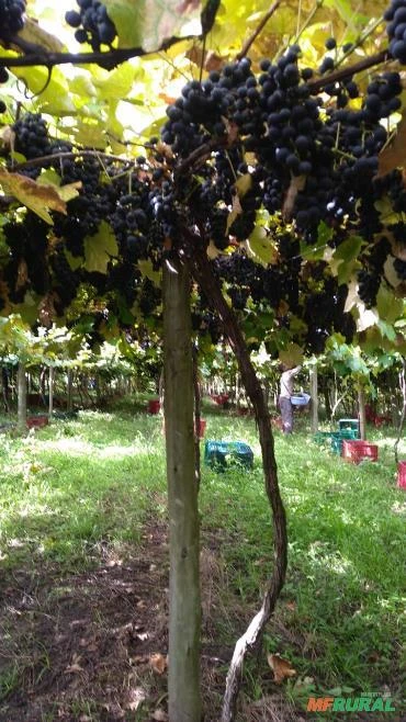 Plantação parreiral de uvas