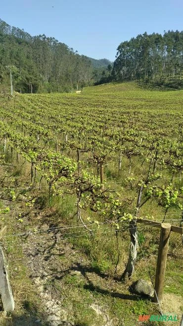 Plantação parreiral de uvas