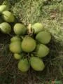 Coco Verde - Cargas para todo o Estado de Mato Grosso do Sul