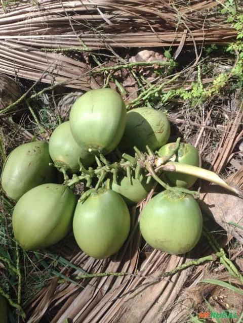 Coco Verde - Cargas para todo o Estado de Mato Grosso do Sul