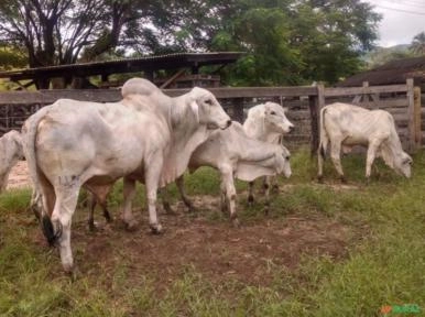 Touros Tabapuã Imagem Touros Tabapuã