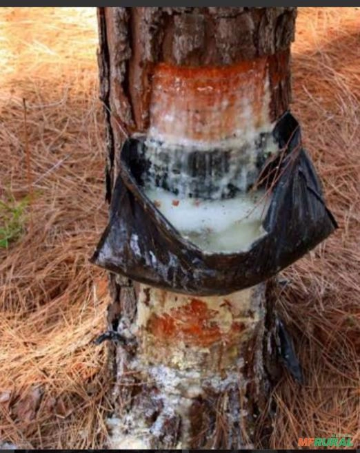 Procuro pinus para extração da resina Imagem Procuro pinus para extração da resina