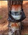 Procuro pinus para extração da resina Imagem Procuro pinus para extração da resina