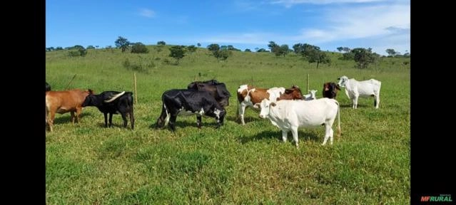 VACA MESTIÇA Imagem VACA MESTIÇA