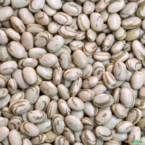 VENDO ALHO , FEIJAO E FARINHA NO ATACADO - DISTRIBUIDOR E EMPACOTADOR Imagem VENDO ALHO , FEIJAO E FARINHA NO ATACADO - DISTRIBUIDOR E EMPACOTADOR