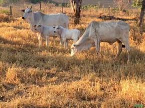 Fazenda à venda em São João da Aliança, Goiás