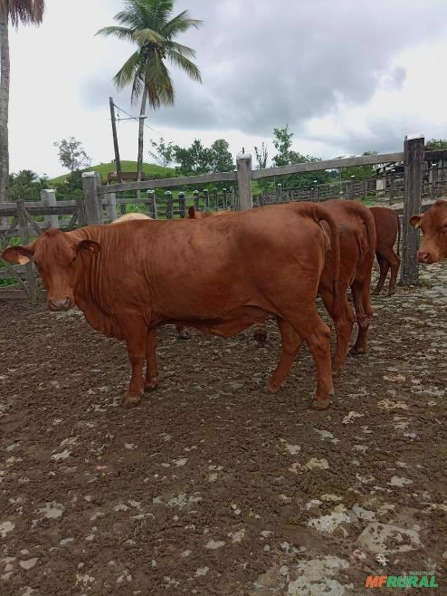 Matrizes e novilhas Senepol registradas Imagem Matrizes e novilhas Senepol registradas