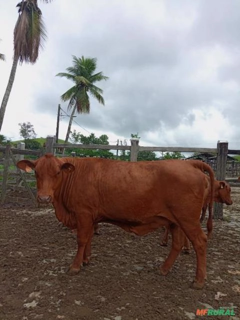 Imagem Matrizes e novilhas Senepol registradas Imagem Matrizes e novilhas Senepol registradas