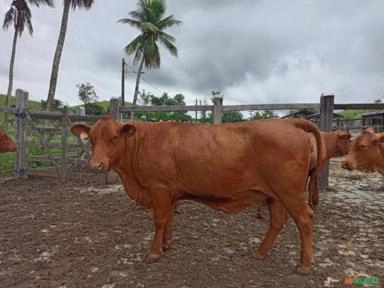 Imagem Matrizes e novilhas Senepol registradas Imagem Matrizes e novilhas Senepol registradas