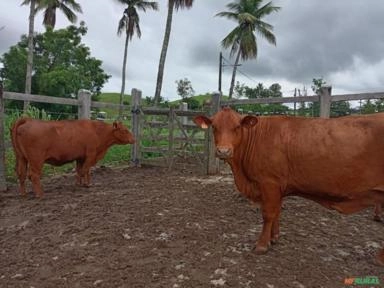 Imagem Matrizes e novilhas Senepol registradas Imagem Matrizes e novilhas Senepol registradas