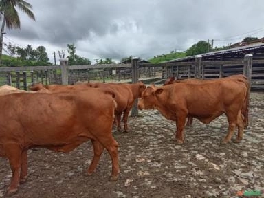 Imagem Matrizes e novilhas Senepol registradas Imagem Matrizes e novilhas Senepol registradas