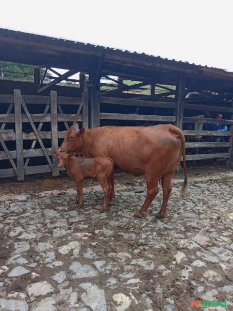 Imagem Matrizes e novilhas Senepol registradas Imagem Matrizes e novilhas Senepol registradas