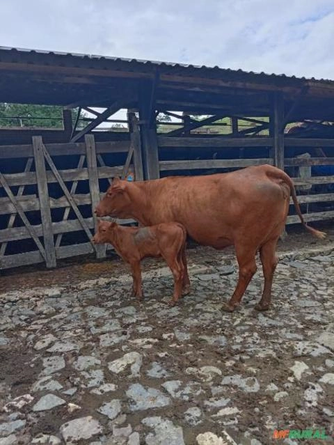 Imagem Matrizes e novilhas Senepol registradas Imagem Matrizes e novilhas Senepol registradas