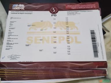 Imagem Matrizes e novilhas Senepol registradas Imagem Matrizes e novilhas Senepol registradas