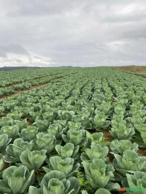 Vendo Repolho - Atacado