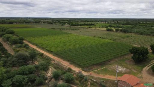 Fazenda de frutas