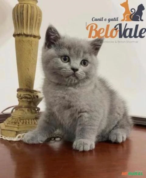 British Shorthair Filhotes