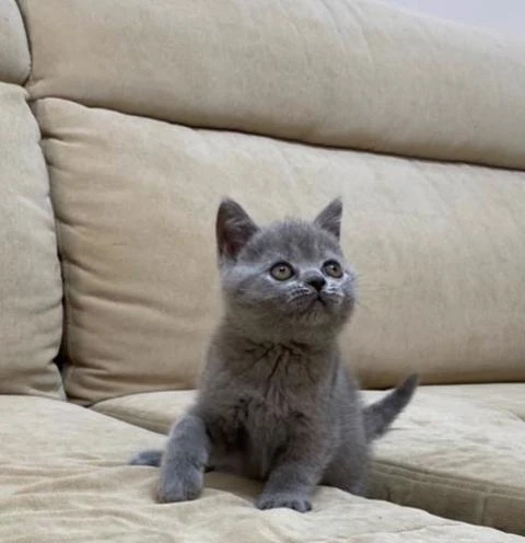 British Shorthair Filhotes