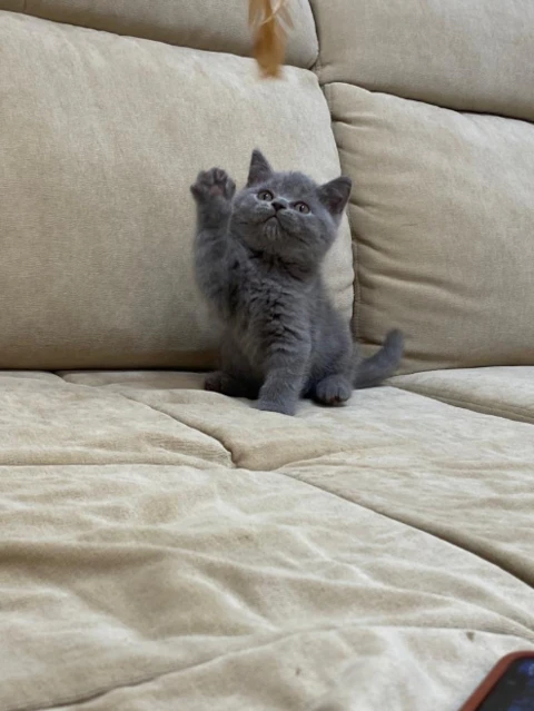 British Shorthair Filhotes