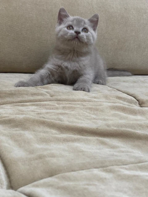 British Shorthair Filhotes