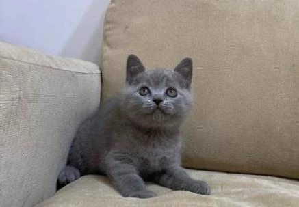 British Shorthair Filhotes