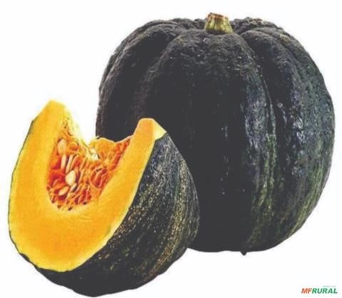 ABOBORA JAPONESA Imagem ABOBORA JAPONESA