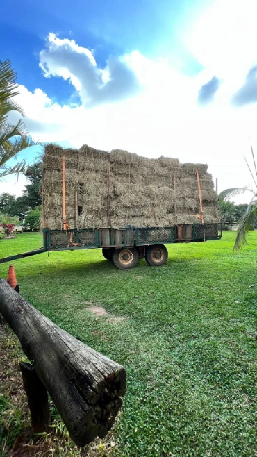 Feno Tifton 85 | Piracicaba e Região