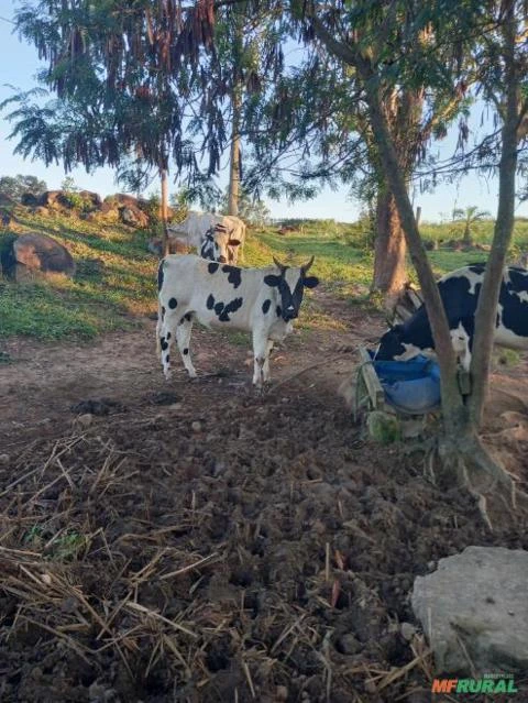 Vacas Girolando