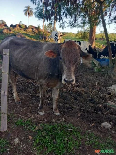 Vacas Girolando