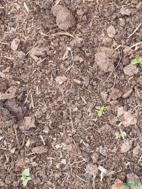 Imagem Adubo orgânico Imagem Adubo orgânico