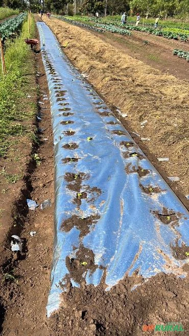 Lona Térmica para Canteiro