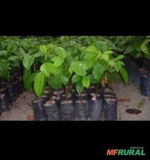 Mudas de Andiroba Imagem Mudas de Andiroba