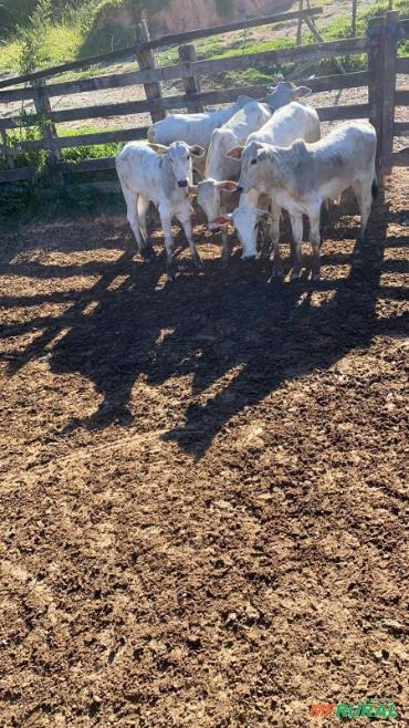 Nelore Imagem Nelore