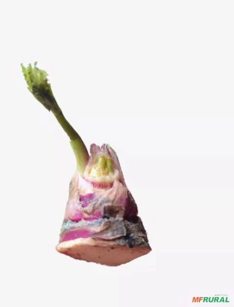 Imagem Mudas de Batata Salsa  (Batata Baroa) Imagem Mudas de Batata Salsa  (Batata Baroa)