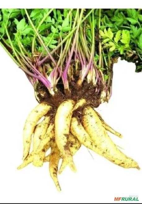 Imagem Mudas de Batata Salsa  (Batata Baroa) Imagem Mudas de Batata Salsa  (Batata Baroa)