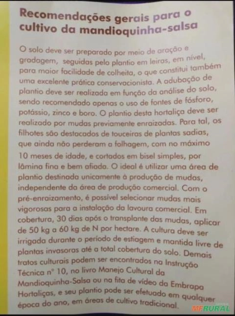 Imagem Mudas de Batata Salsa  (Batata Baroa) Imagem Mudas de Batata Salsa  (Batata Baroa)