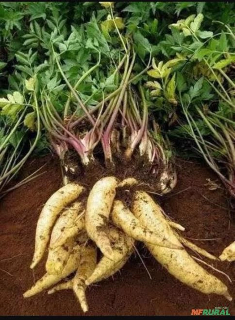 Mudas de Batata Salsa  (Batata Baroa) Imagem Mudas de Batata Salsa  (Batata Baroa)