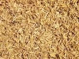 Casca de arroz - Inteira Imagem Casca de arroz - Inteira