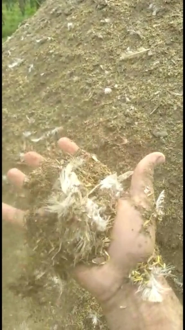 Imagem VENDA DE ESTERCO DE GALINHA Imagem VENDA DE ESTERCO DE GALINHA