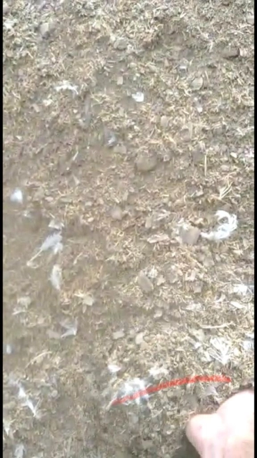 Imagem VENDA DE ESTERCO DE GALINHA Imagem VENDA DE ESTERCO DE GALINHA