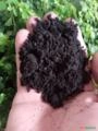 Adubo orgânico para plantas Imagem Adubo orgânico para plantas