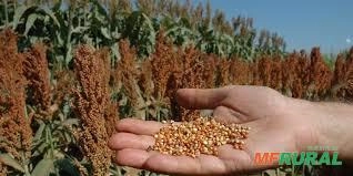 VENDO SORGO - 6.000 SC Imagem VENDO SORGO - 6.000 SC