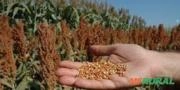 VENDO SORGO - 6.000 SC Imagem VENDO SORGO - 6.000 SC