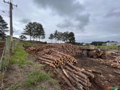 Madeira Serrrada de Pinus e Eucaliptos Imagem Madeira Serrrada de Pinus e Eucaliptos