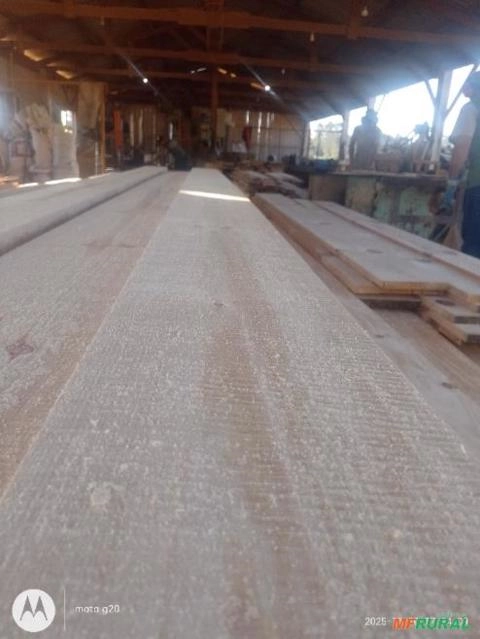 Madeiras de eucalipto Imagem Madeiras de eucalipto