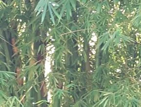Bambu gigantes